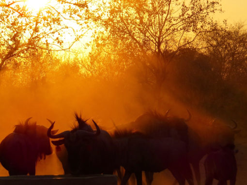 Wildlife Conservation